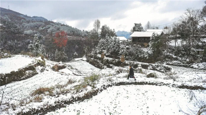 Liu (left) in warmer times prepares to feed grasshoppers