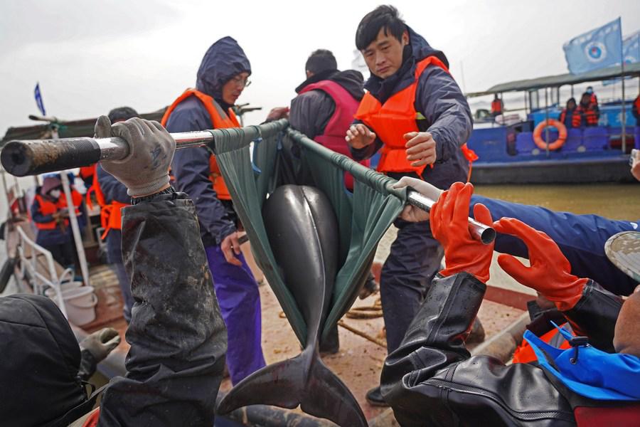 Team members carry a finless porpoise to conduct physical examination in Songmenshan area of Poyang Lake in east China's Jiangxi Province