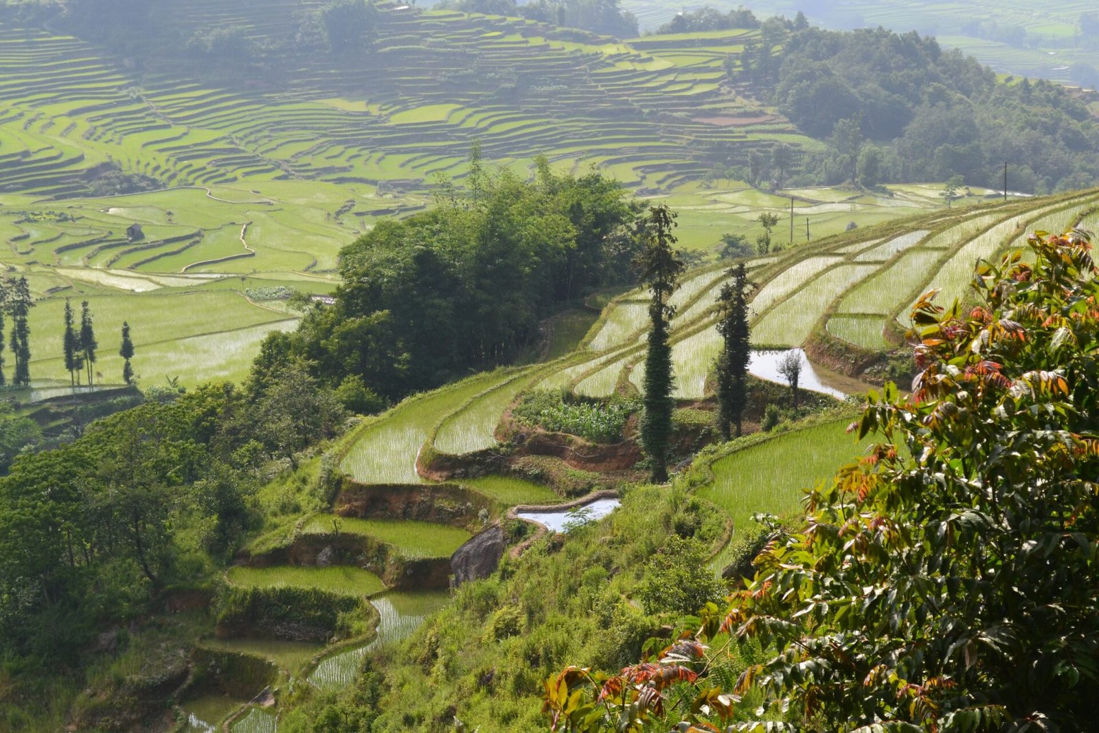 Yunnan Rice Paddles