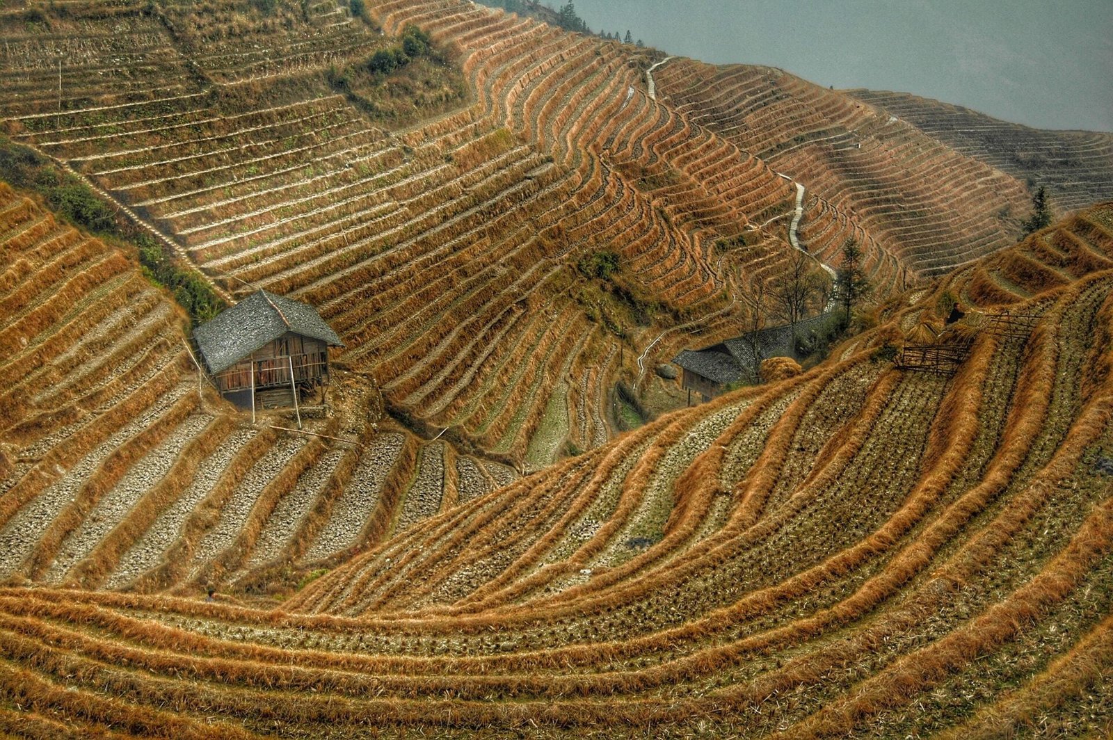 Brown Rice Terraces View