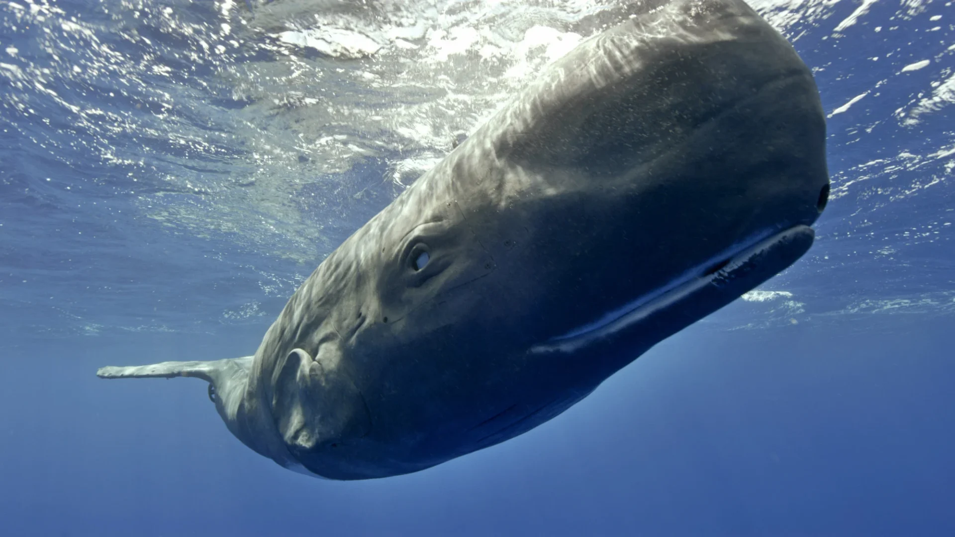 A spy sperm whale calf in water