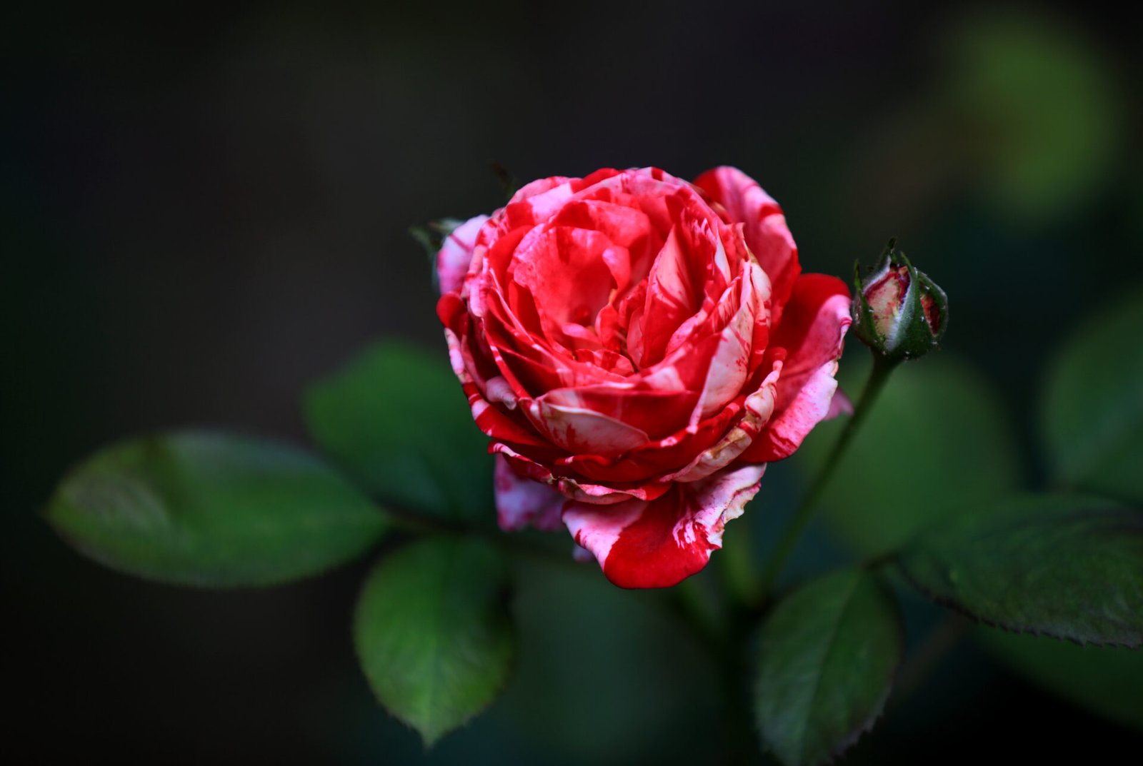 Roses blooming in Qingyan garden.
