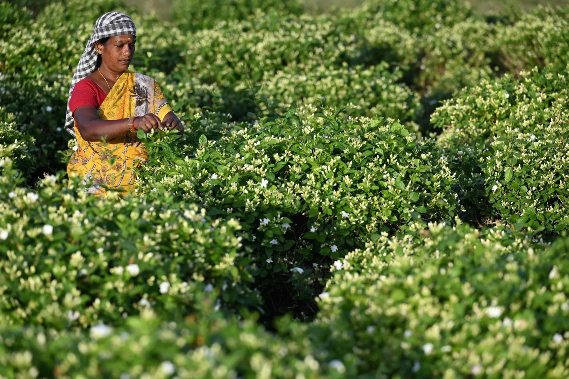 A farmer harvests jasmine flowers on the outskirts of Madurai. Photo: AFP