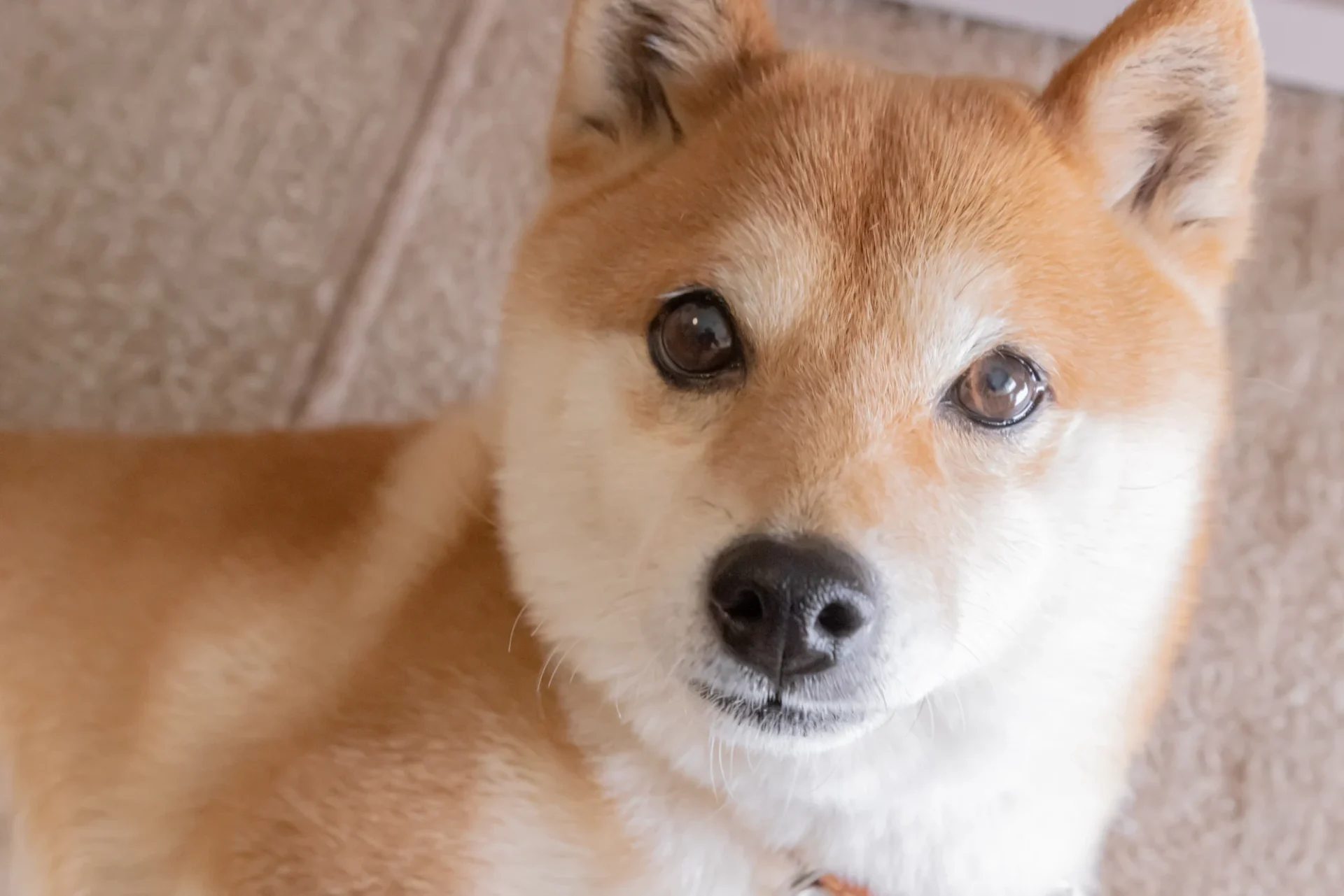 The Shiba Inu dog breed.