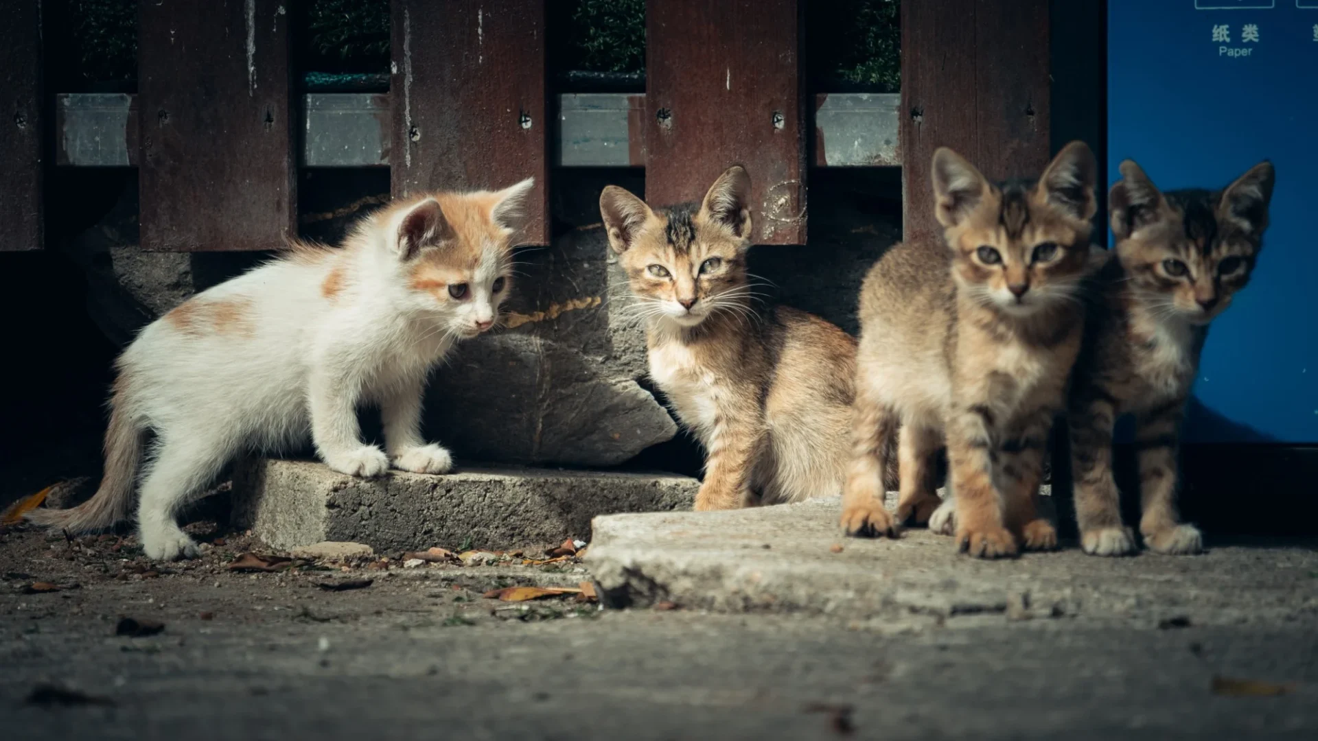Medical experts have warned that sucking or licking a wound inflicted by a stray cat carries a serious risk of contracting the deadly rabies virus. Photo: Weibo