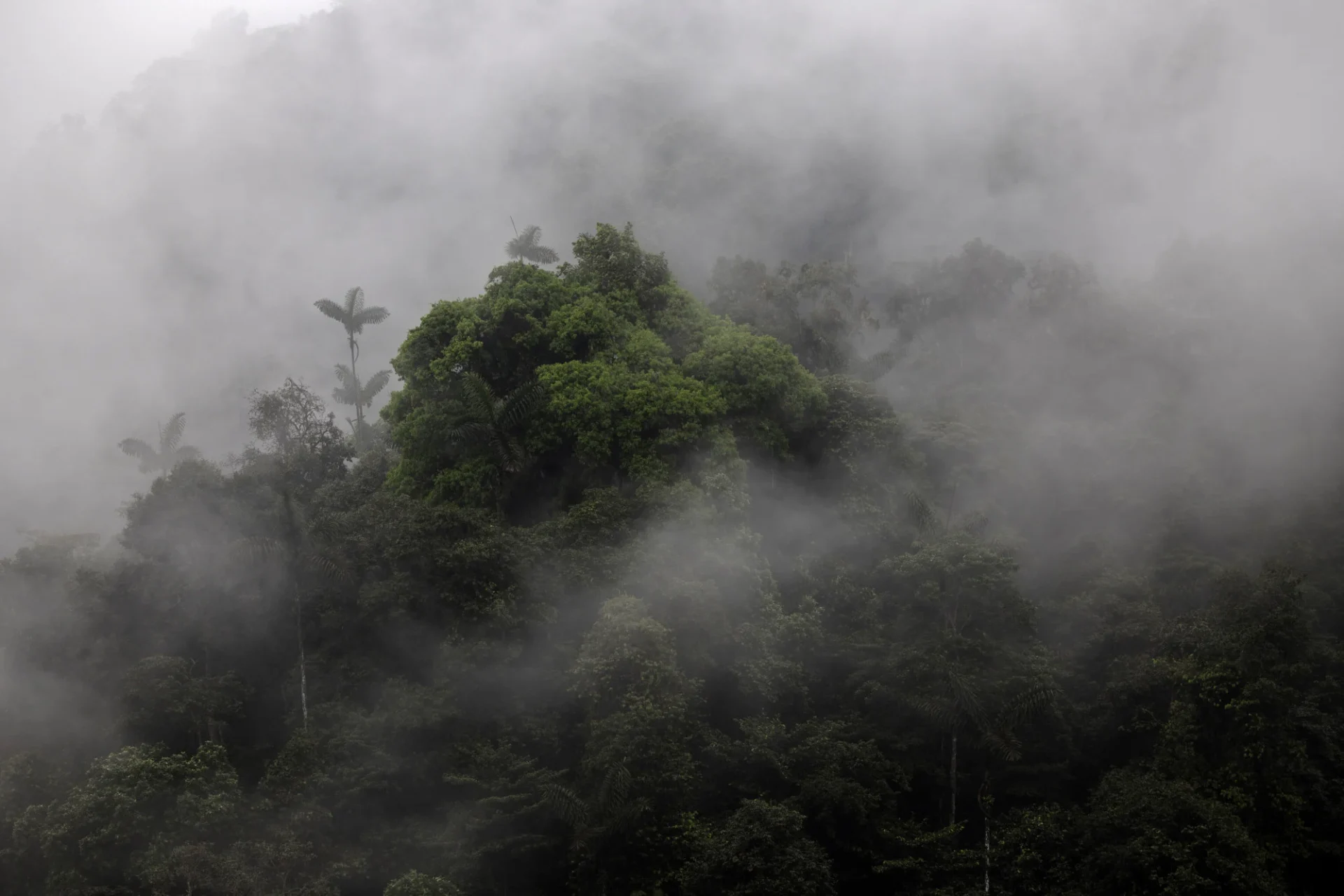 Ecuador’s spectacular cloud forests are biodiversity hotspots. Photo: Daniel Allen