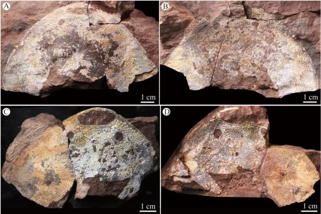 Discovering Ancient Life: New Armored Fish Fossil Unearthed in China ...