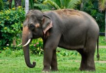 Elephant in a Thai park