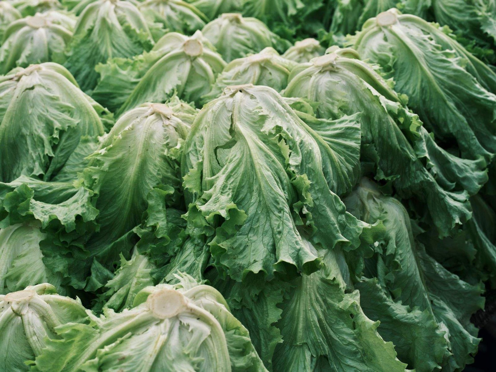 US Lettuce Cyclospora Outbreak Reaches 20 States, Sickens 11,458 People